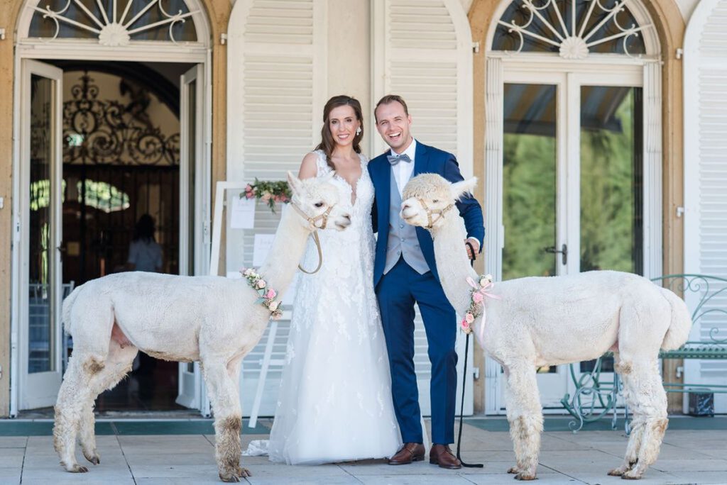 Brautpaar auf Hochzeit mit Alpakas
